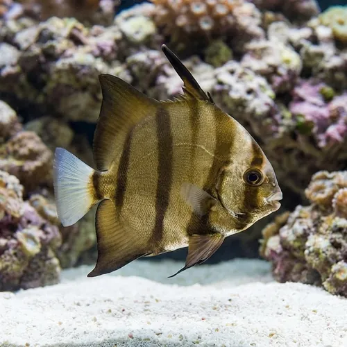 Atlantic Spadefish