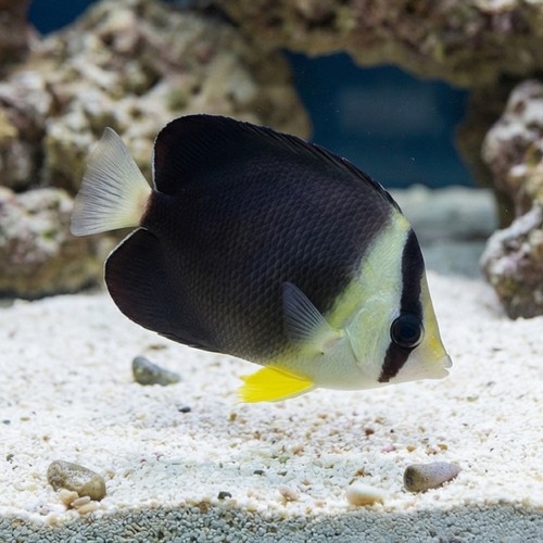 Blackburns Butterfly - Red Sea