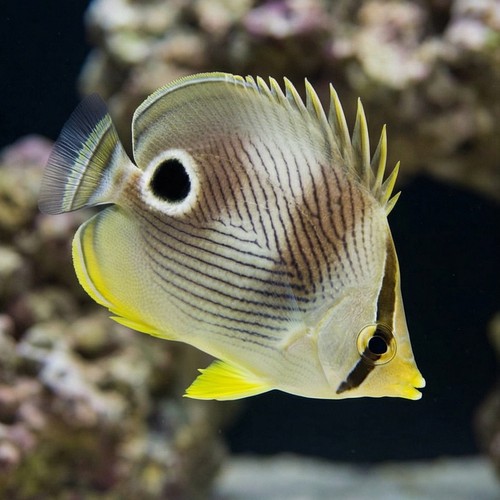 Foureye Butterfly - Atlantic