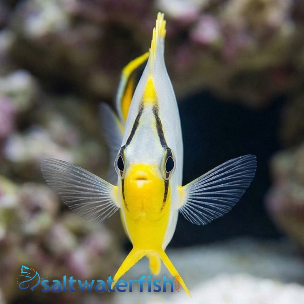 Saddleback Butterfly - Fiji - MAC Certified