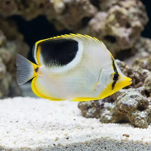 Saddleback Butterfly - Fiji - MAC Certified