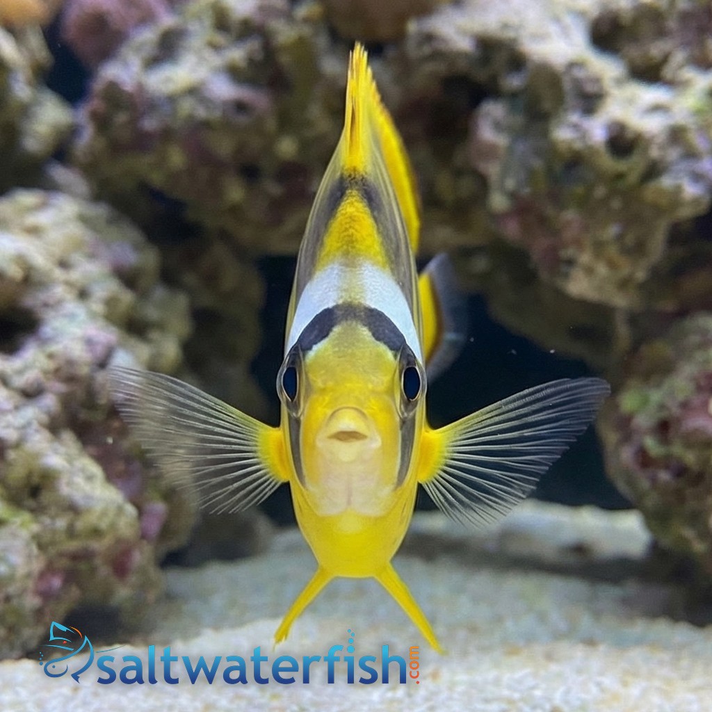 Raccoon Butterfly - Red Sea