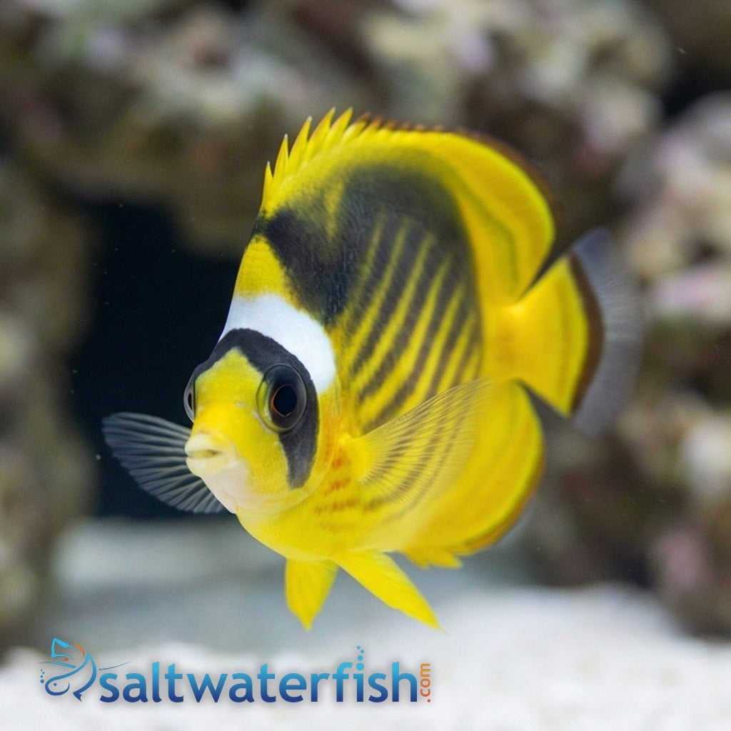 Raccoon Butterfly - Red Sea