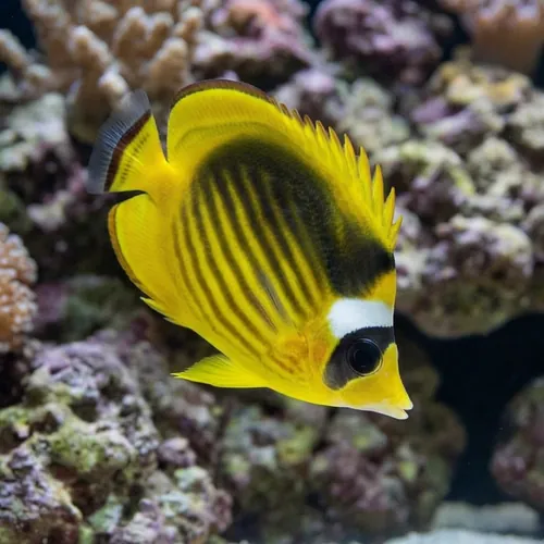 Raccoon Butterfly - Red Sea