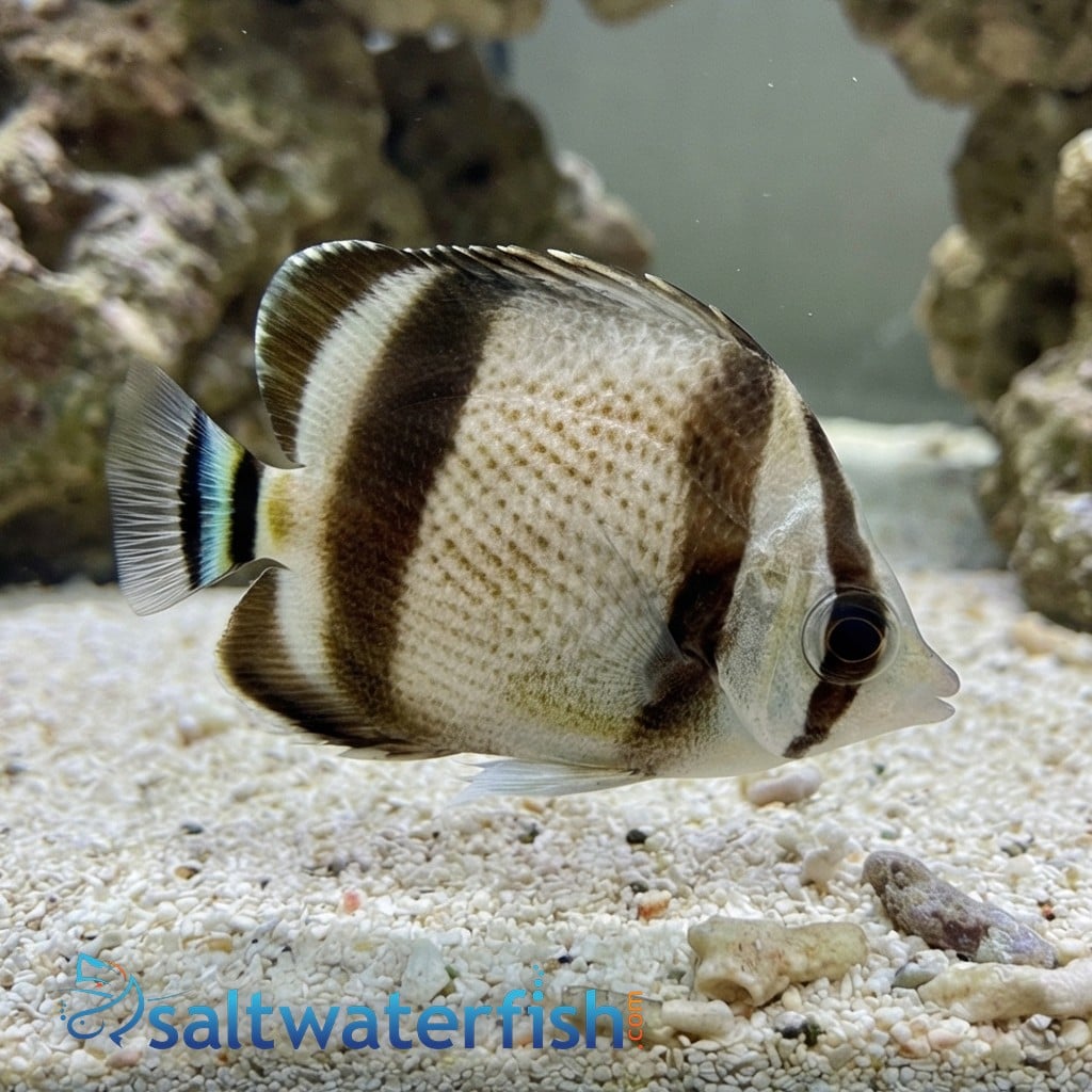 Threebanded Butterflyfish
