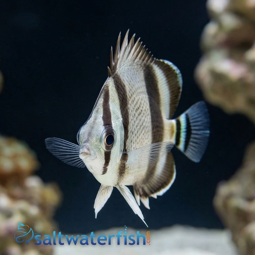 Threebanded Butterflyfish