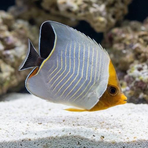 Larvatus Butterfly - Red Sea