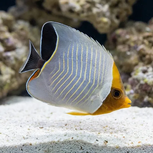 Larvatus Butterfly - Red Sea