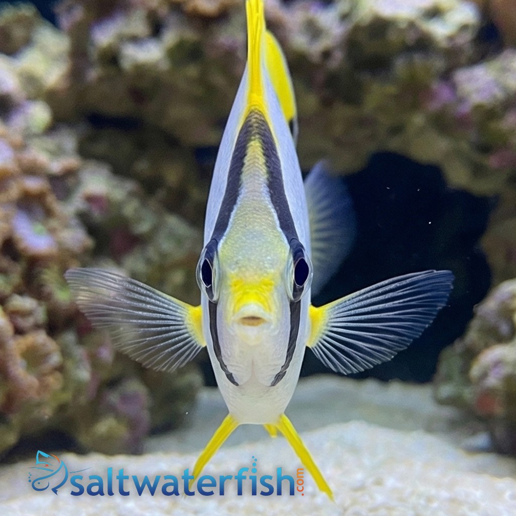 Spotfin Butterfly