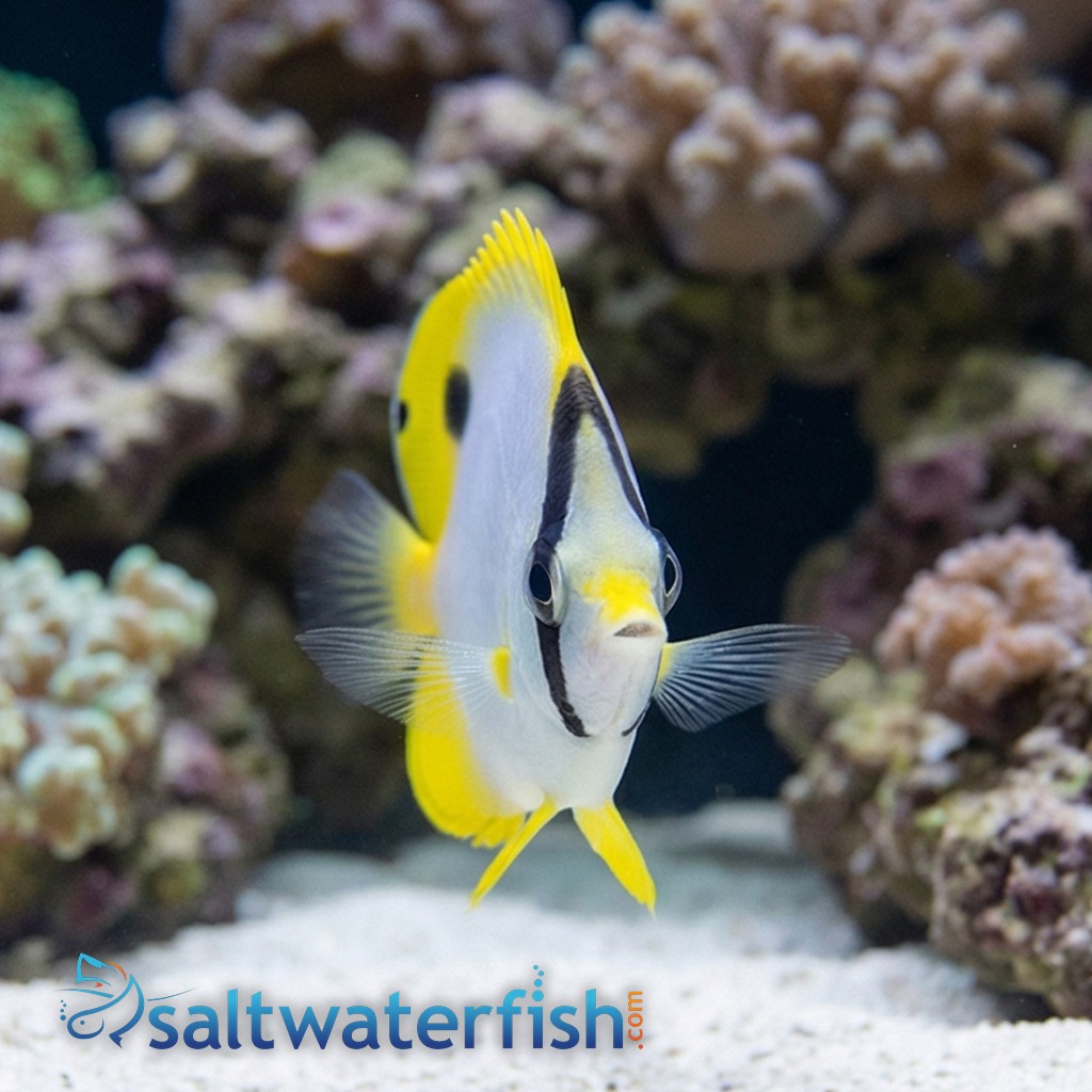 Spotfin Butterfly