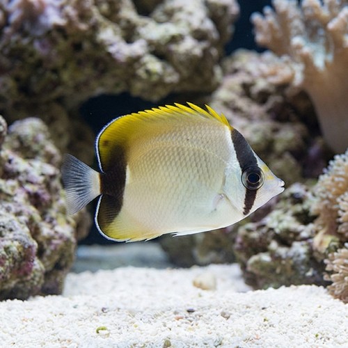 Reef Butterfly - Caribbean