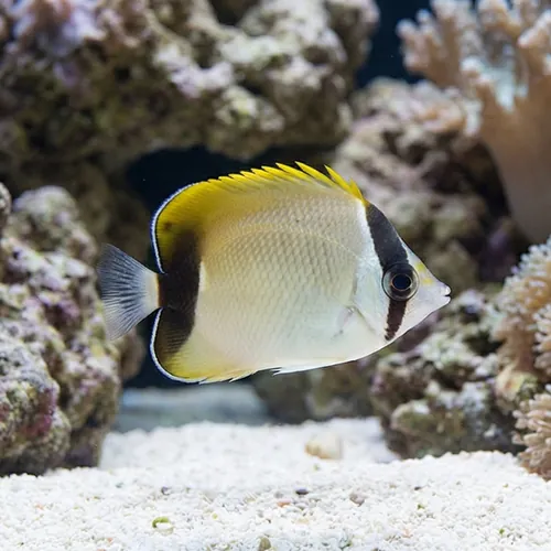 Reef Butterfly - Caribbean