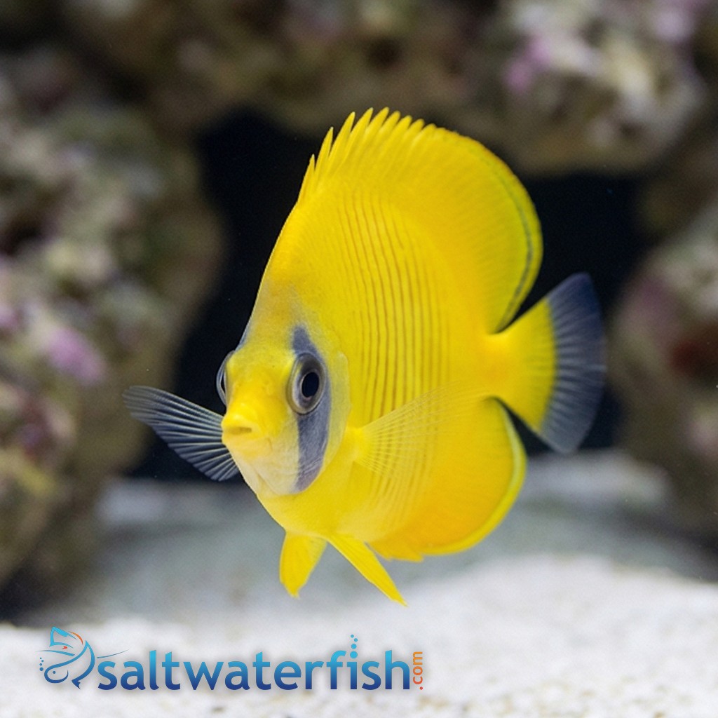 Golden Semilarvatus Butterfly - Red Sea
