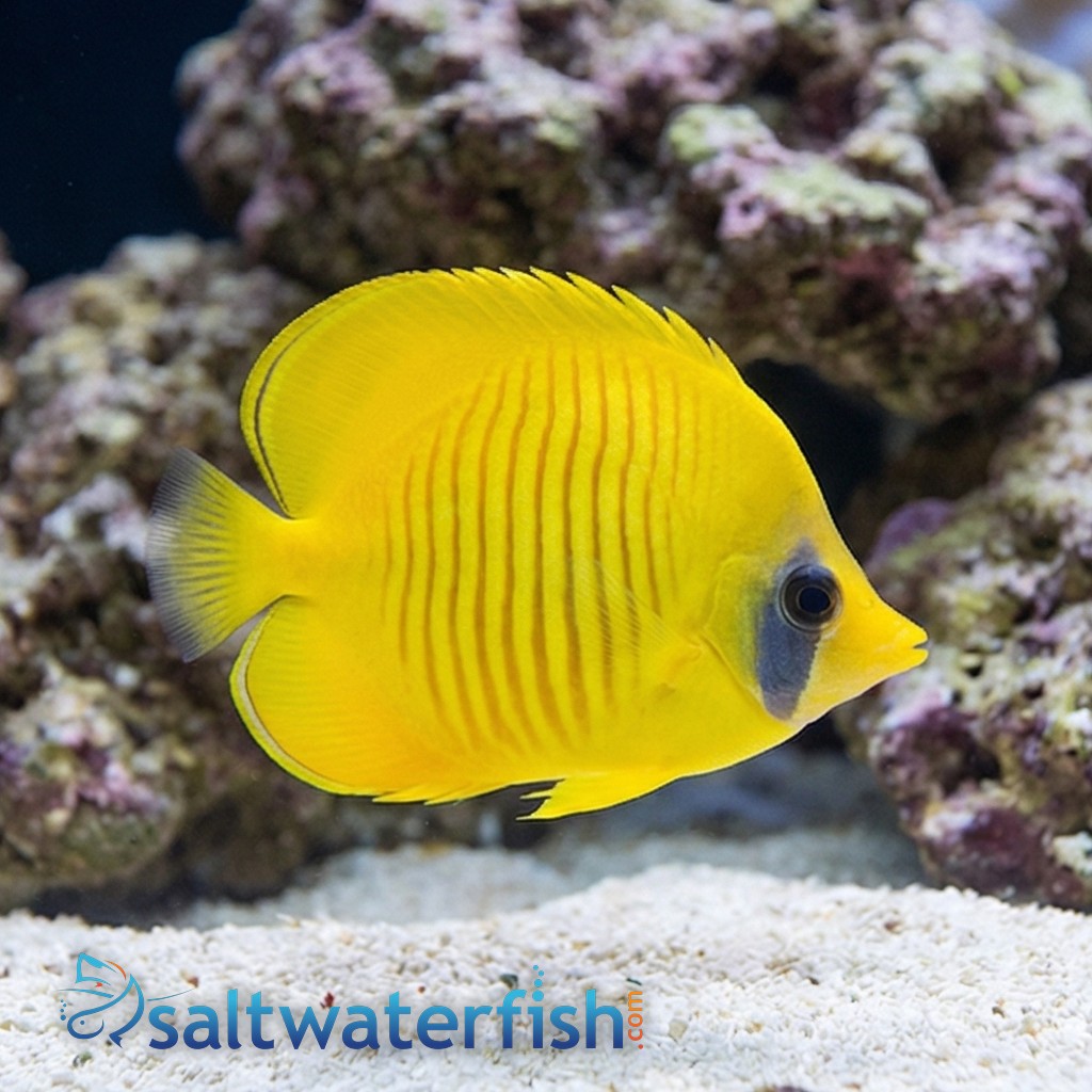 Golden Semilarvatus Butterfly - Red Sea