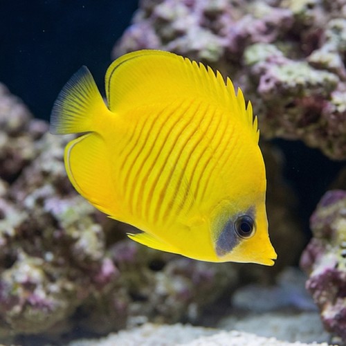 Golden Semilarvatus Butterfly - Red Sea