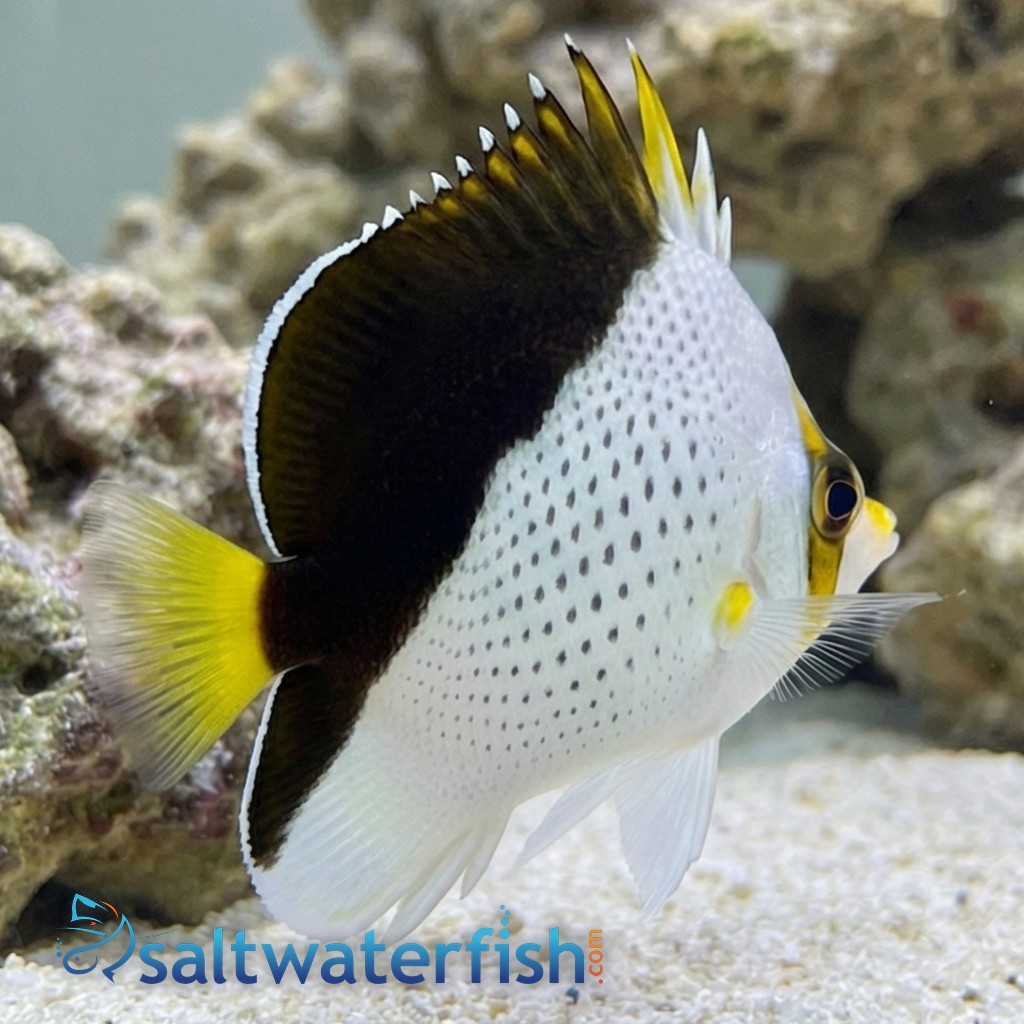 Tinkeri Butterfly