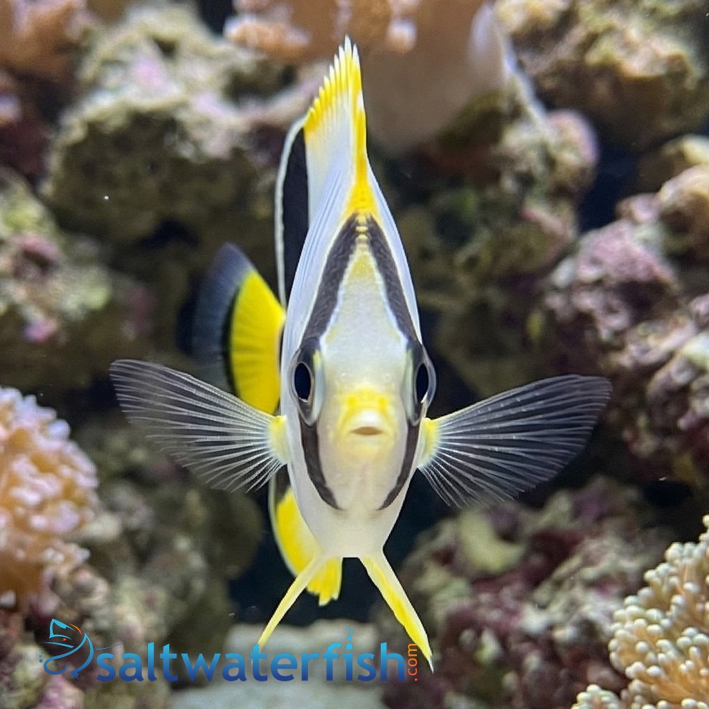 Chevron Butterfly - Red Sea