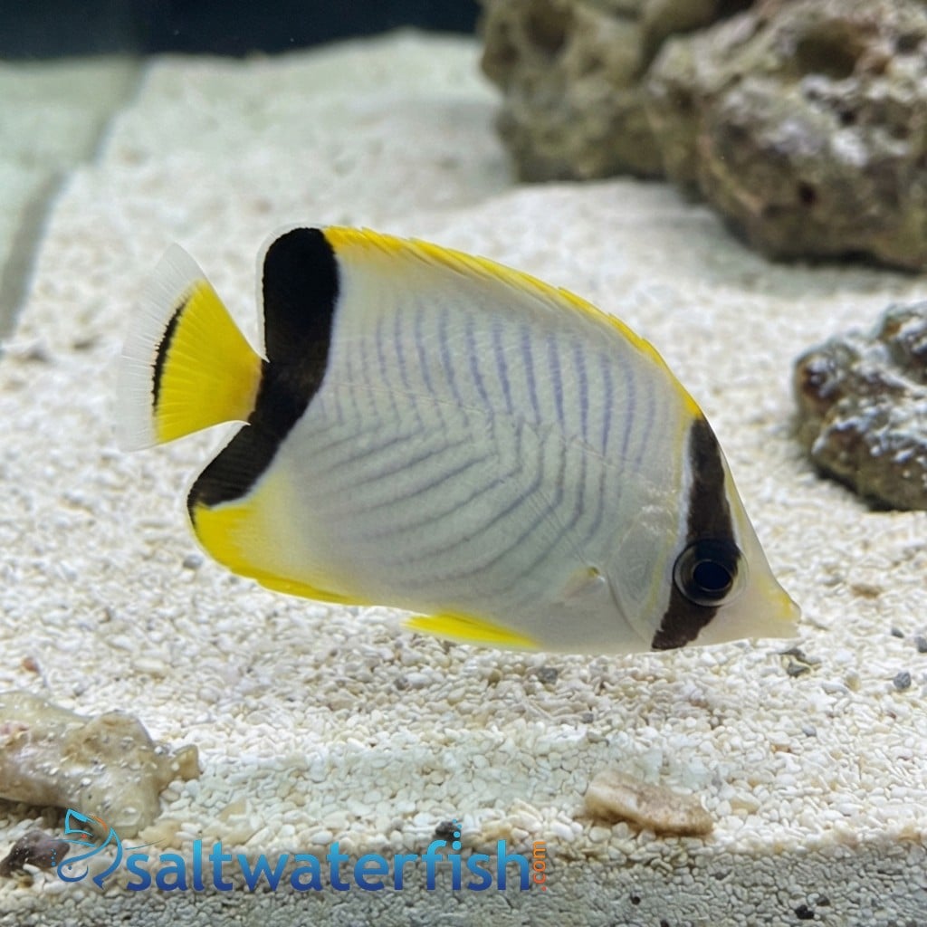 Chevron Butterfly - Red Sea