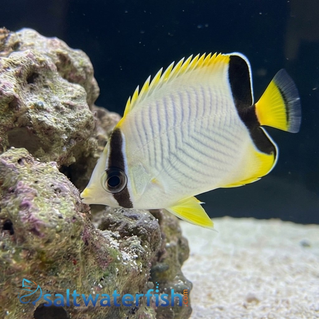 Chevron Butterfly - Red Sea