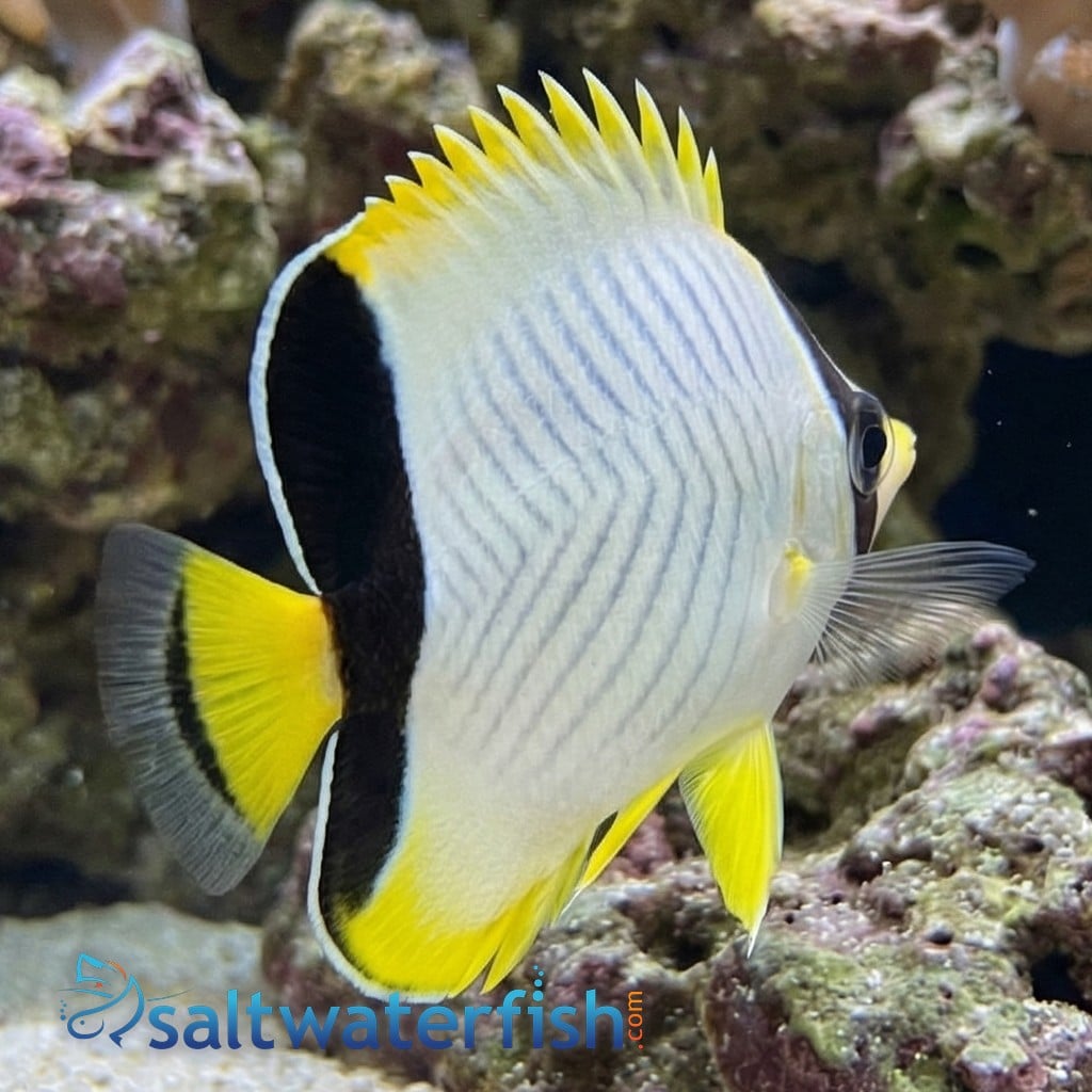 Chevron Butterfly - Red Sea