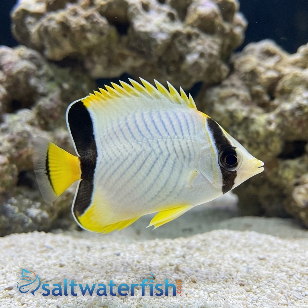 Chevron Butterfly - Red Sea