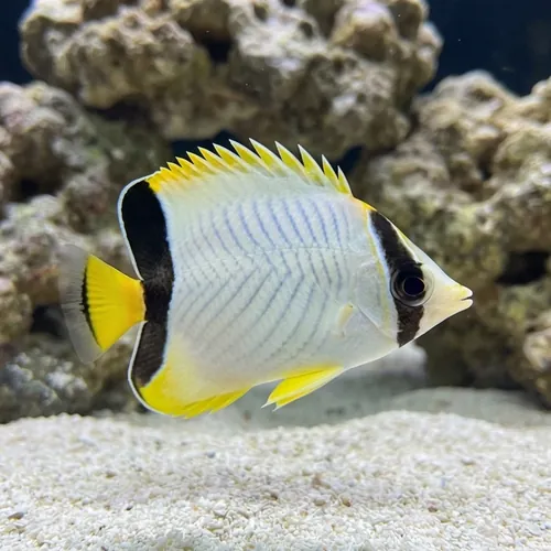 Chevron Butterfly - Red Sea