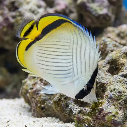 Vagabond Butterfly - South Pacific