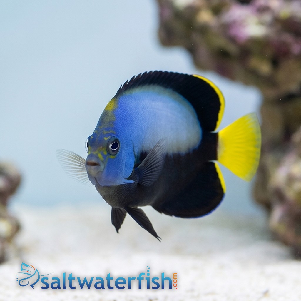 Phantom Angelfish - Captive Bred