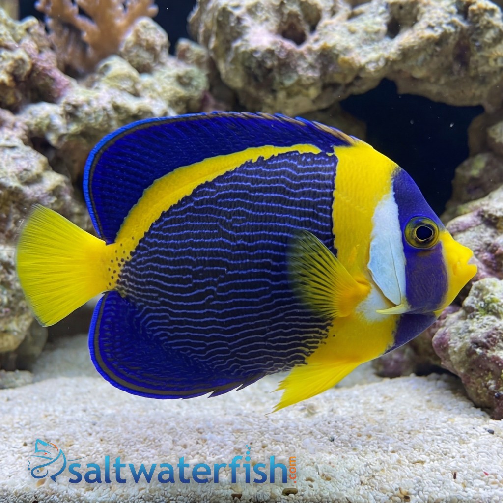 Scribbled Angelfish - Australia