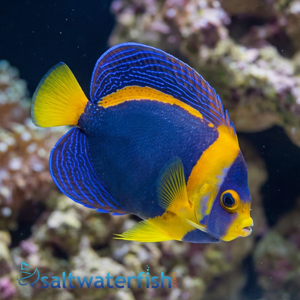 Scribbled Angelfish - Australia