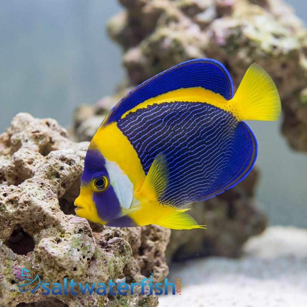 Scribbled Angelfish - Australia