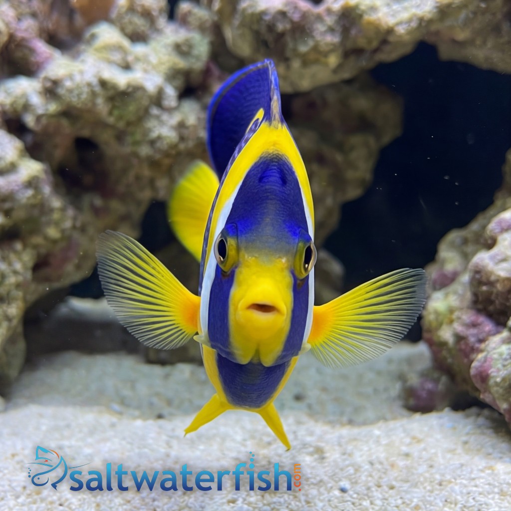 Scribbled Angelfish - Australia