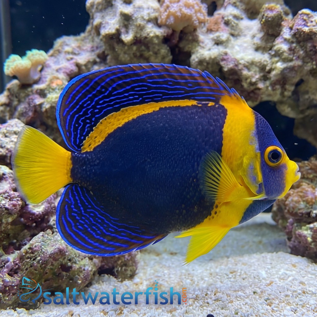 Scribbled Angelfish - Australia