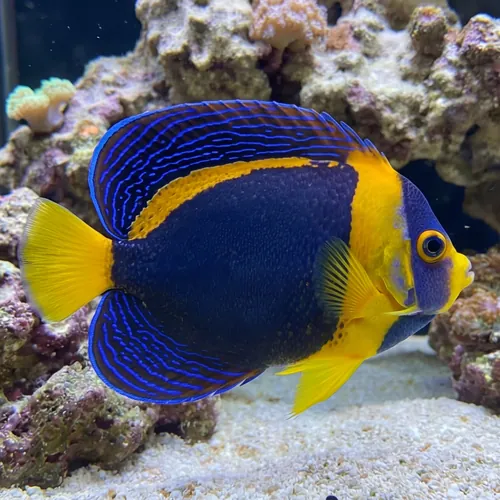 Scribbled Angelfish - Australia