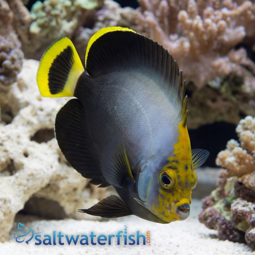 Grey Poma Angelfish