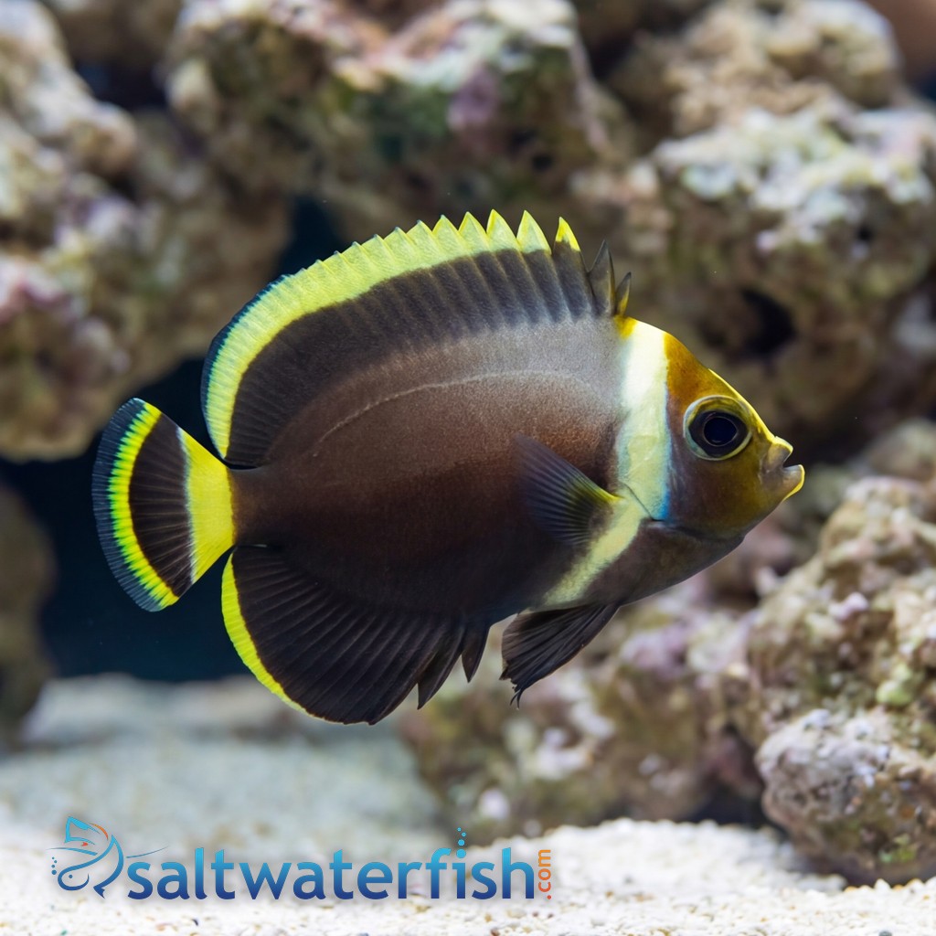 Grey Poma Angelfish