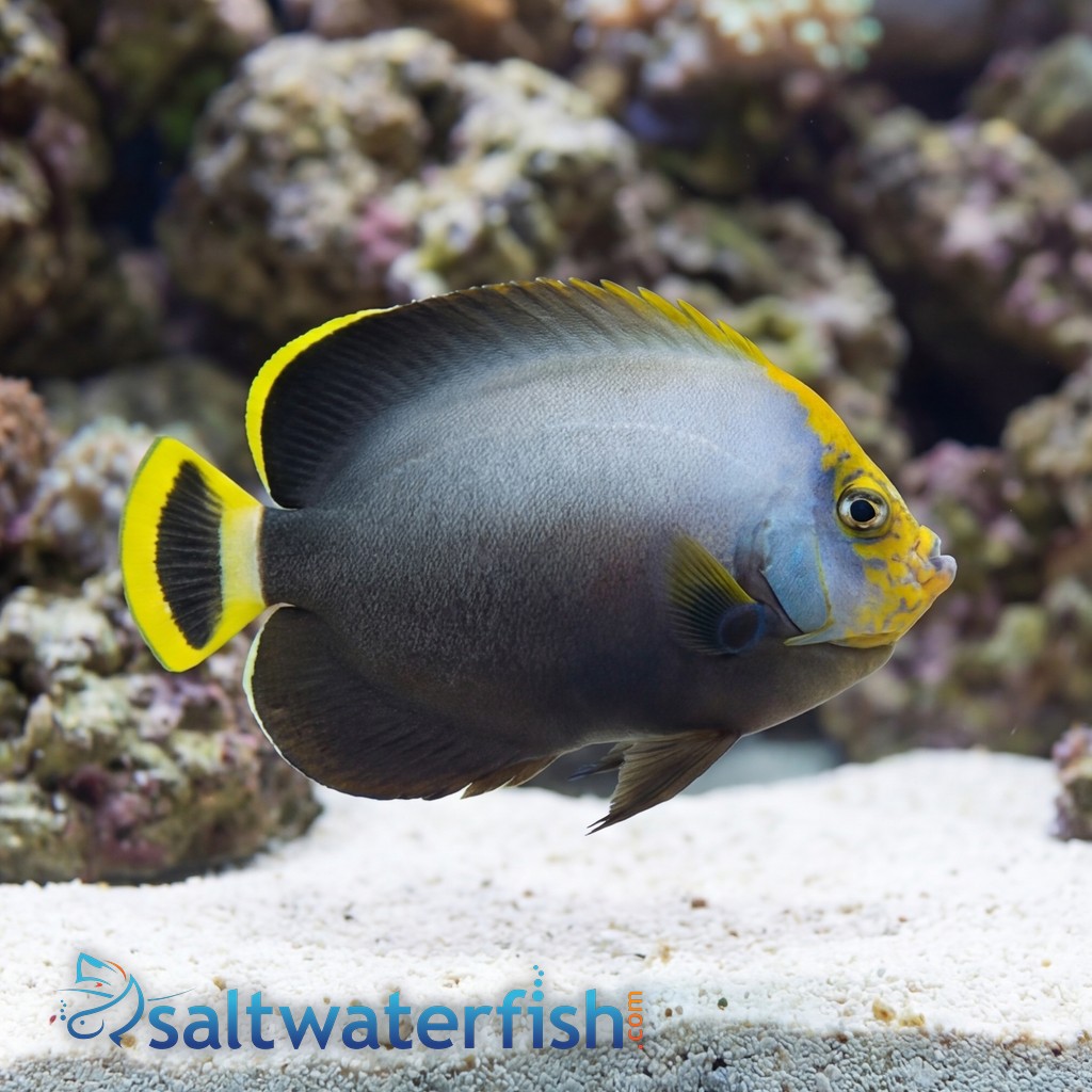 Grey Poma Angelfish