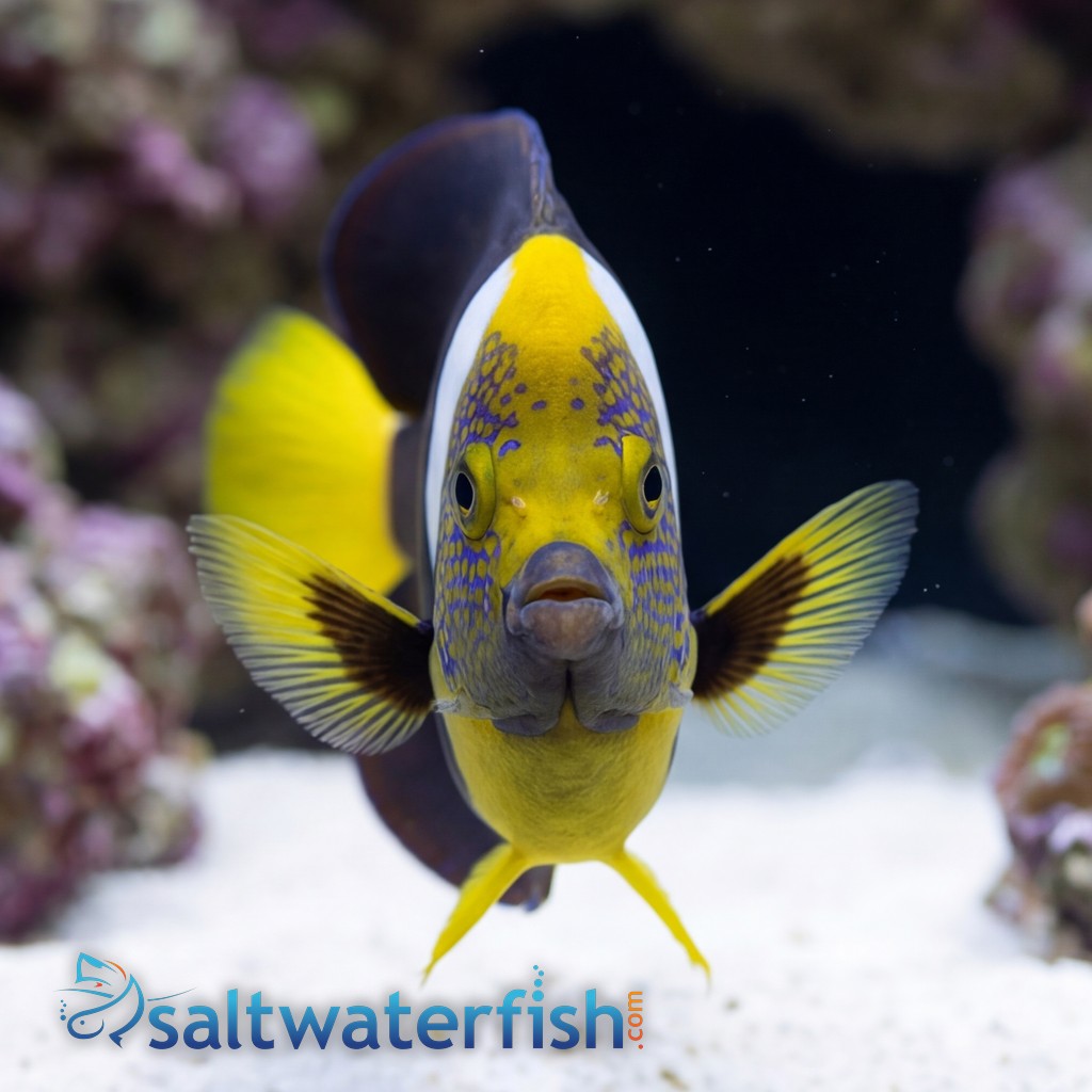 False Personifer Angelfish
