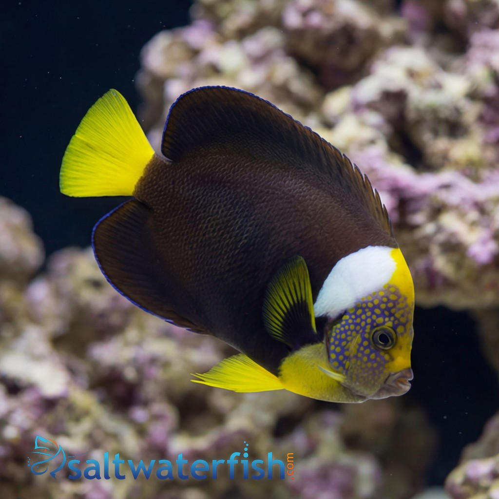 False Personifer Angelfish