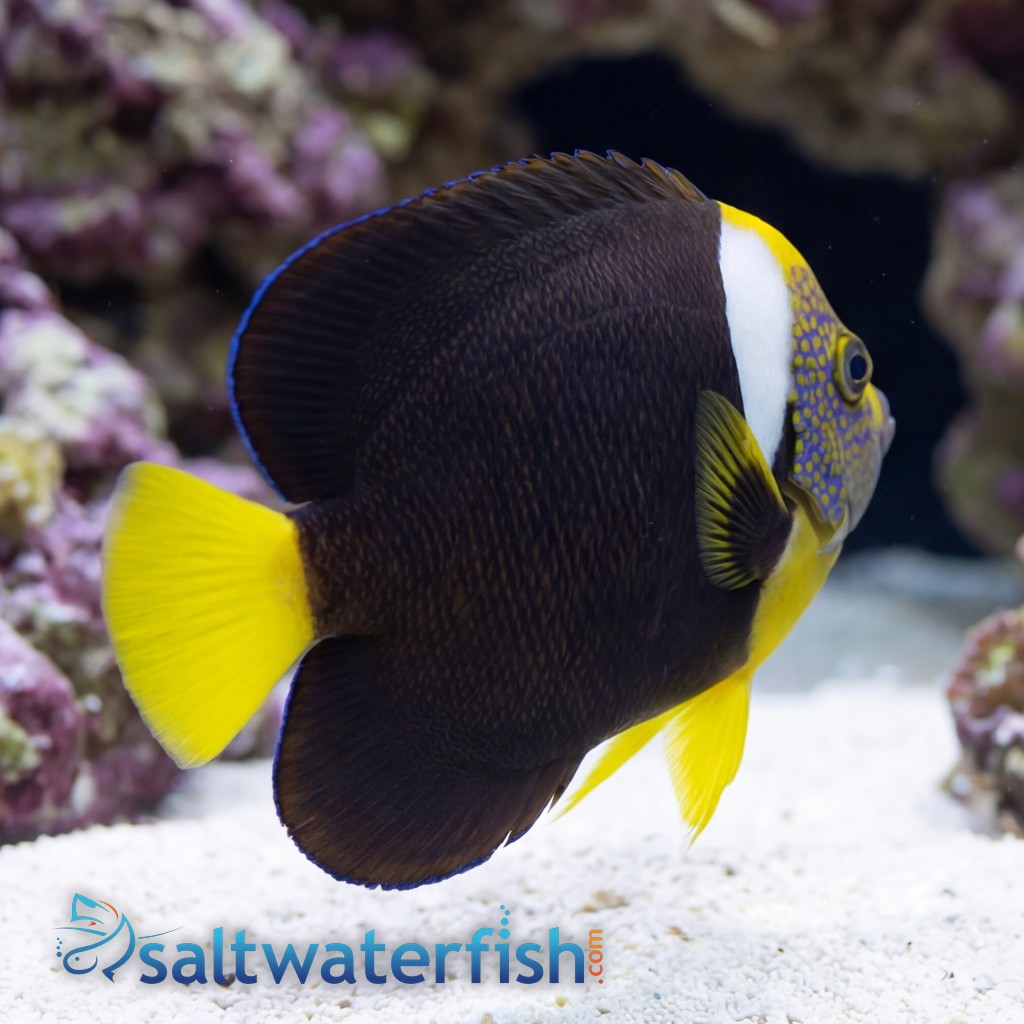 False Personifer Angelfish