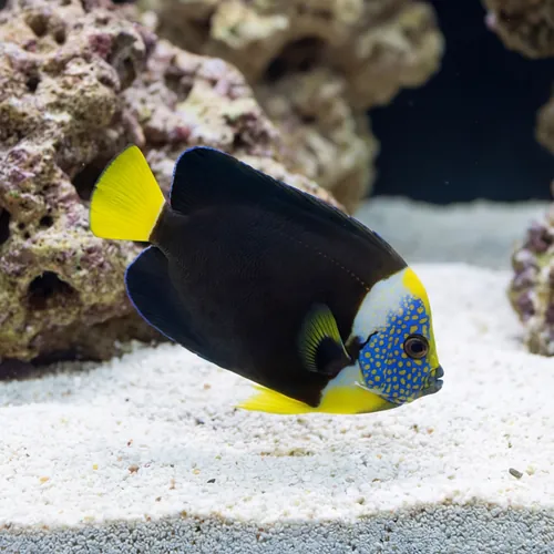 False Personifer Angelfish