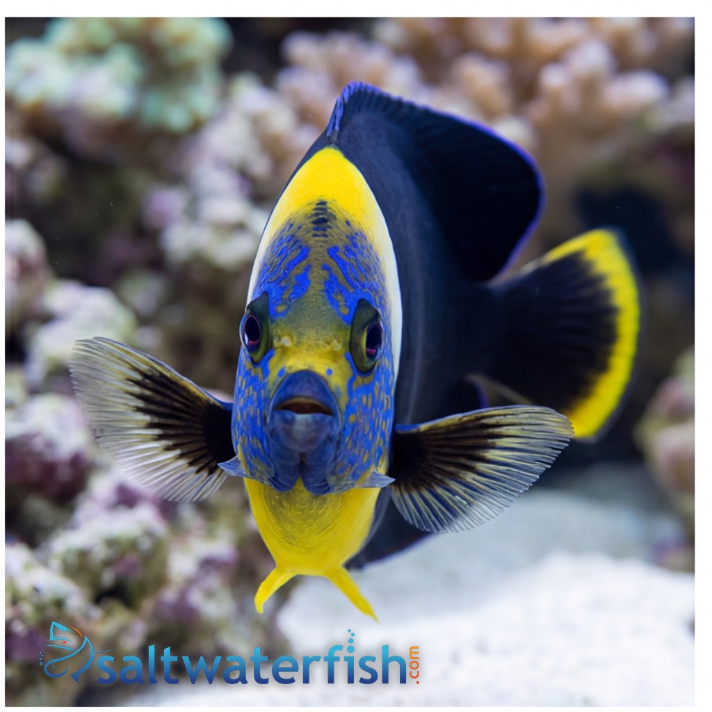 Personifer Angelfish - Coral Sea
