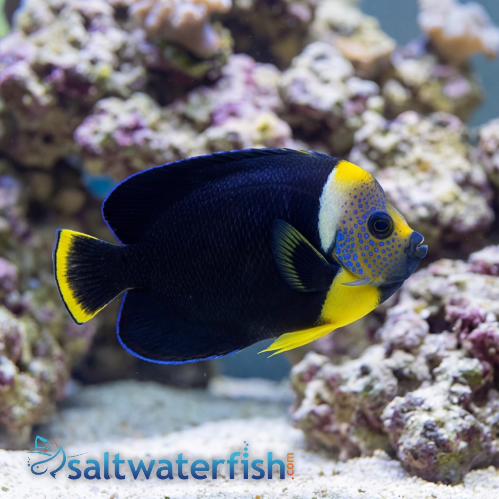 Personifer Angelfish - Coral Sea