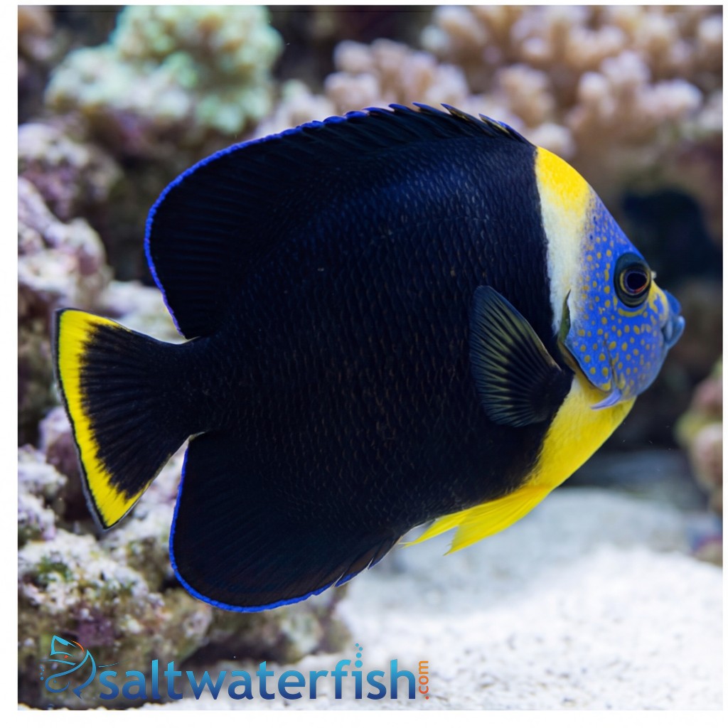 Personifer Angelfish - Coral Sea