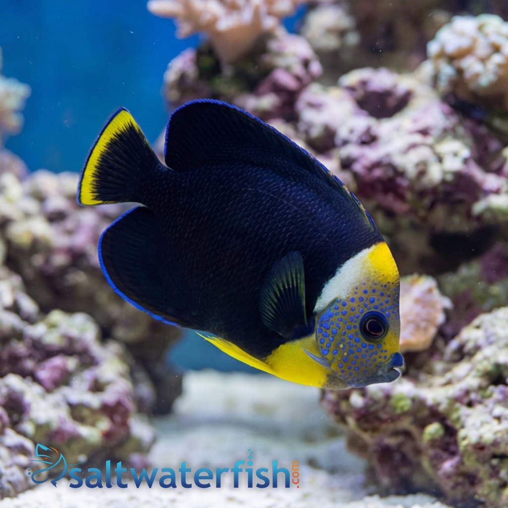 Personifer Angelfish - Coral Sea