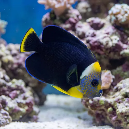 Personifer Angelfish - Coral Sea
