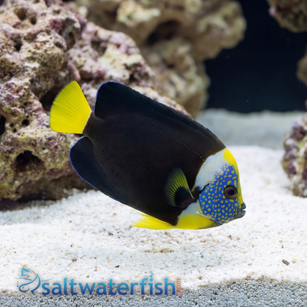 False Personifer Angelfish - Australia