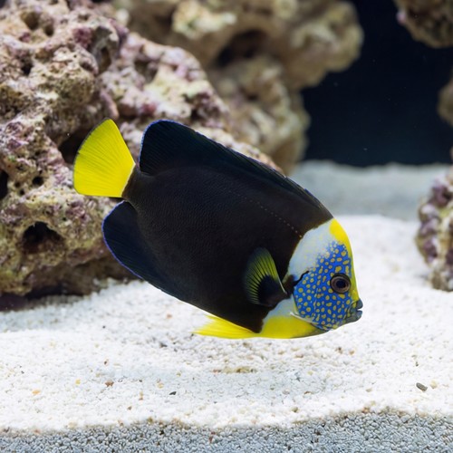 False Personifer Angelfish - Australia