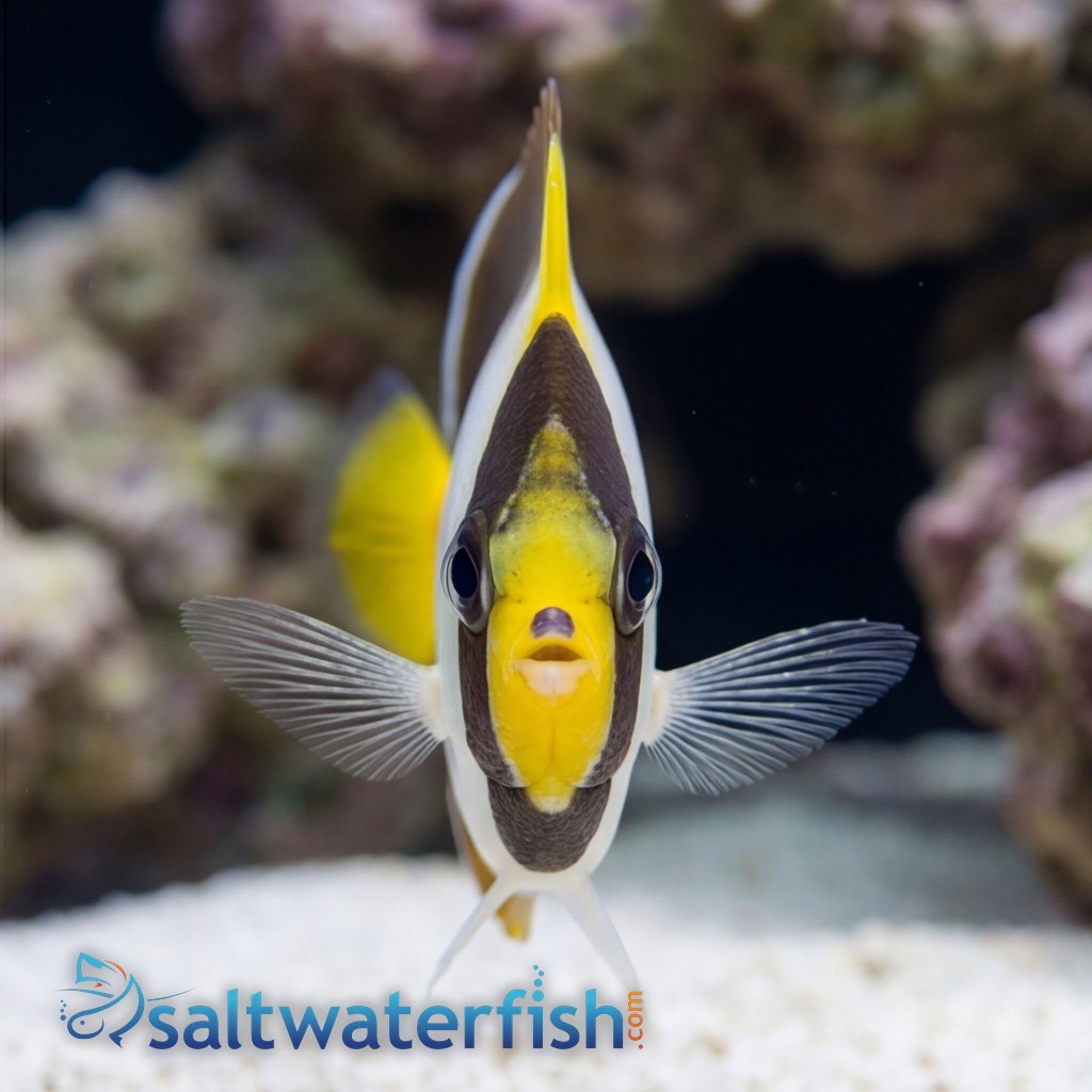 Singapore Angelfish