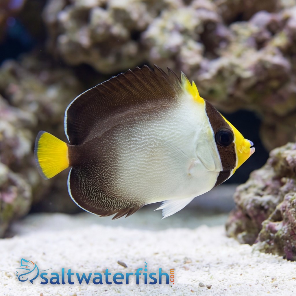 Singapore Angelfish